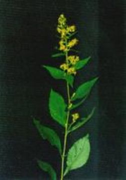 Solidago Vigaurea Extract 